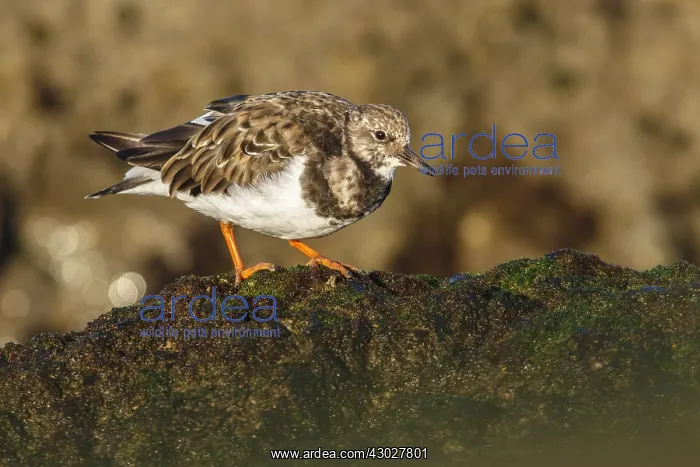: Ruddy Turnstone - feeding amongst the rocks - Asturias : Ruddy Turnstone - feeding amongst the rocks - Asturias