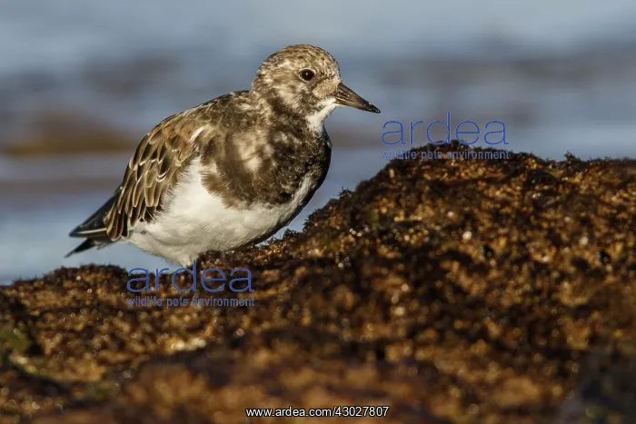 : Ruddy Turnstone - feeding amongst the rocks - Asturias : Ruddy Turnstone - feeding amongst the rocks - Asturias