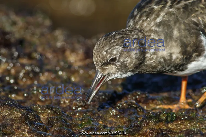  : Ruddy Turnstone - feeding amongst the rocks - Asturias