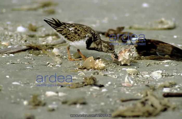  : RUDDY TURNSTONE - feeding from shell