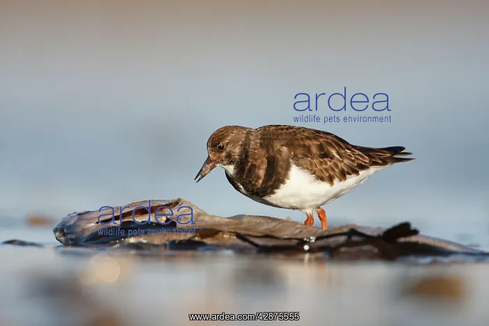 : Ruddy Turnstone - Ground level perspective of bird : Ruddy Turnstone - Ground level perspective of bird