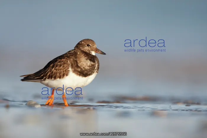 : Ruddy Turnstone - Ground level perspective of bird : Ruddy Turnstone - Ground level perspective of bird