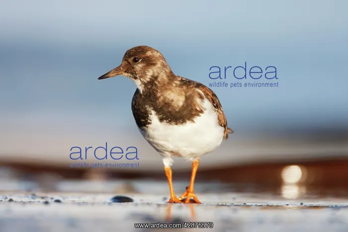 : Ruddy Turnstone - Ground level perspective of bird : Ruddy Turnstone - Ground level perspective of bird