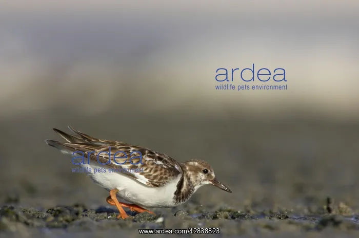 : Ruddy Turnstone - hunting for food : Ruddy Turnstone - hunting for food
