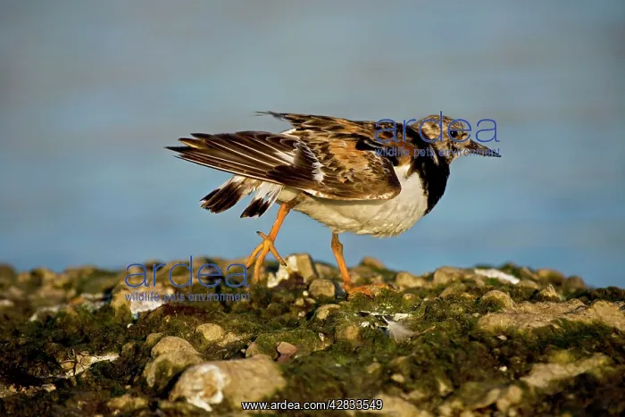 : Ruddy Turnstone - Found mainly on rocky shores : Ruddy Turnstone - Found mainly on rocky shores