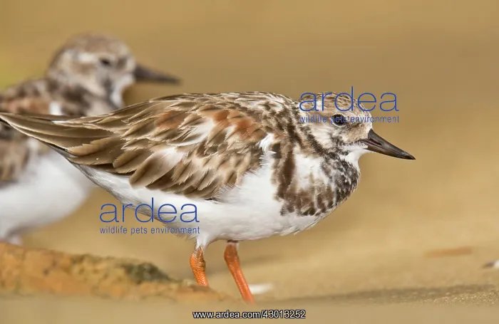 : Ruddy Turnstone non-breeding adult on sandy beach Trinidad : Ruddy Turnstone non-breeding adult on sandy beach Trinidad