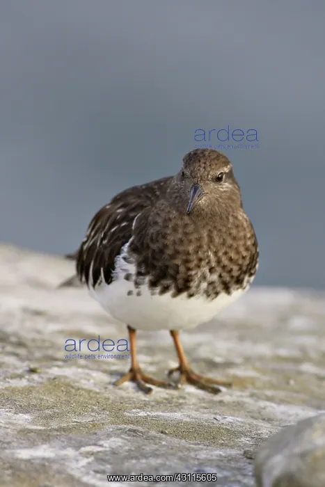 : Ruddy Turnstone in Non-Breeding Plumage : Ruddy Turnstone in Non-Breeding Plumage