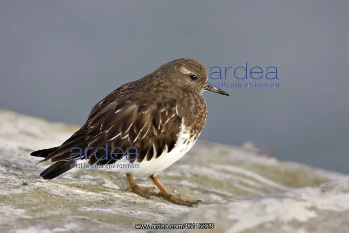 : Ruddy Turnstone in Non-Breeding Plumage : Ruddy Turnstone in Non-Breeding Plumage