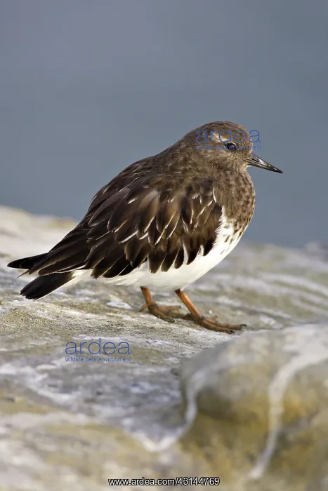 : Ruddy Turnstone in Non-Breeding Plumage : Ruddy Turnstone in Non-Breeding Plumage