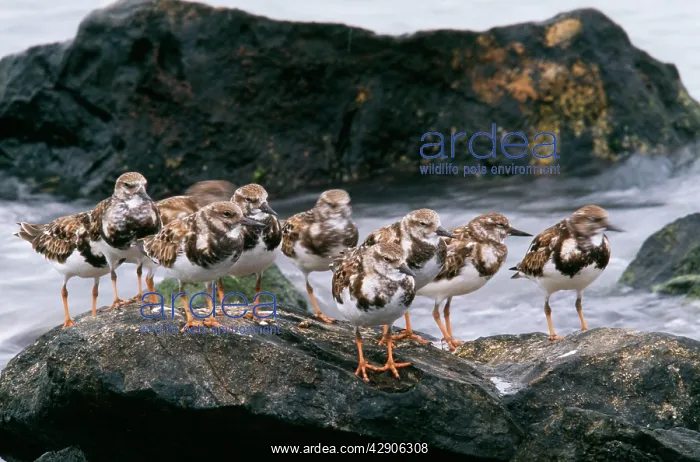 : Ruddy Turnstone - on rocks : Ruddy Turnstone - on rocks