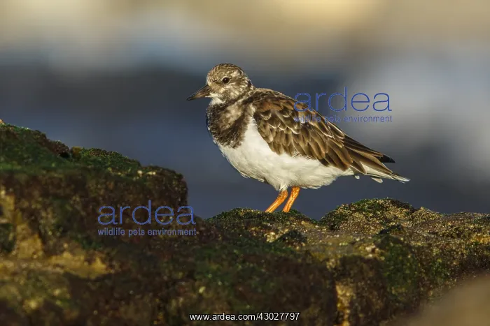 : Ruddy Turnstone - amongst the rocks - Asturias, Spain : Ruddy Turnstone - amongst the rocks - Asturias, Spain
