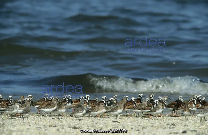  : Ruddy Turnstone & Sanderling (Calidris alba)