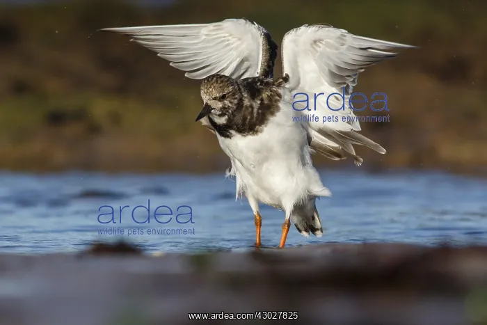 : Ruddy Turnstone - shaking the wings - Asturias, Spain : Ruddy Turnstone - shaking the wings - Asturias, Spain