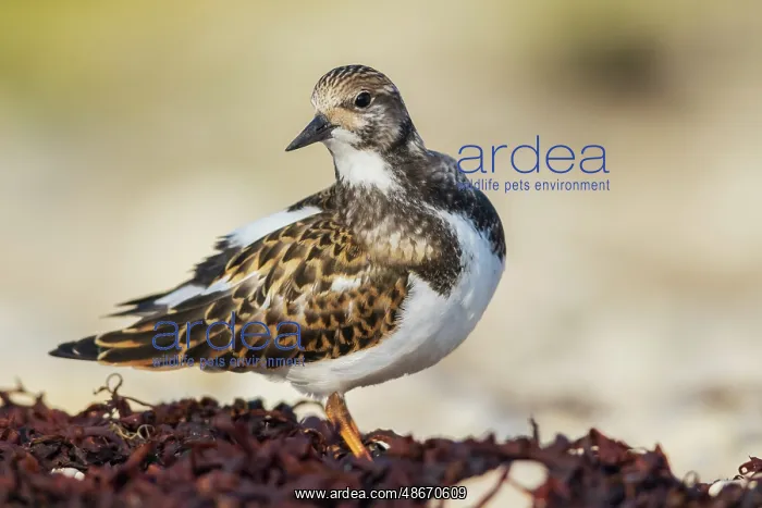 : Ruddy turnstone taking a break to preen a bit while foraging : Ruddy turnstone taking a break to preen a bit while foraging