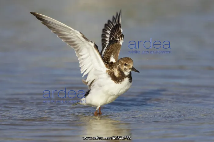 : Ruddy Turnstone - wing flap after washing : Ruddy Turnstone - wing flap after washing