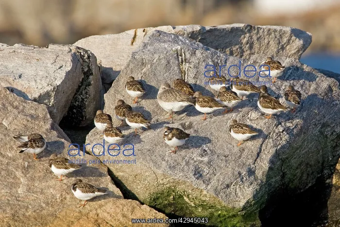 : Ruddy Turnstone, in winter with Black-bellied Plover : Ruddy Turnstone, in winter with Black-bellied Plover