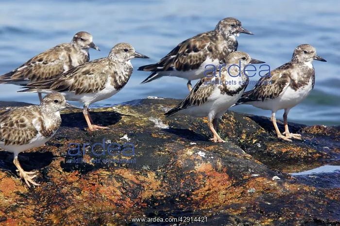 : Ruddy Turnstones : Ruddy Turnstones