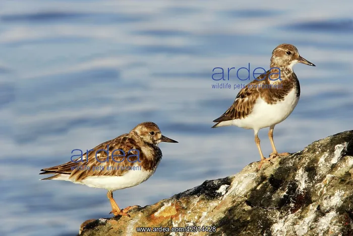 : Ruddy Turnstones : Ruddy Turnstones