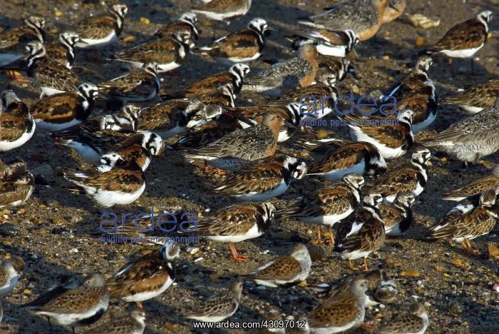 : Ruddy Turnstones : Ruddy Turnstones