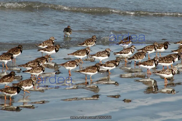: Ruddy TURNSTONES - Flock on shore : Ruddy TURNSTONES - Flock on shore