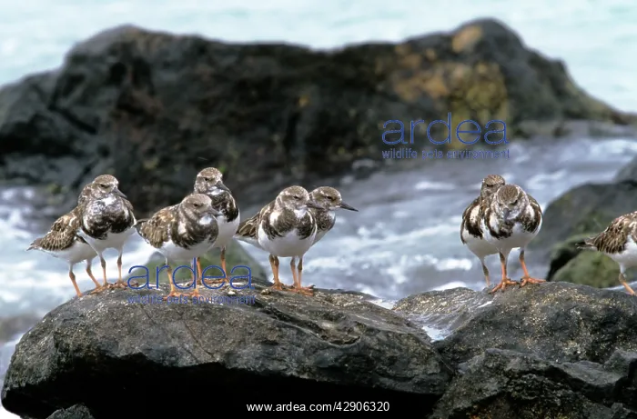 : RUDDY TURNSTONES - STAND ON ROCK : RUDDY TURNSTONES - STAND ON ROCK