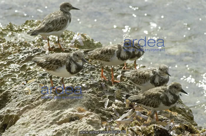: Ruddy turnstones in winter : Ruddy turnstones in winter