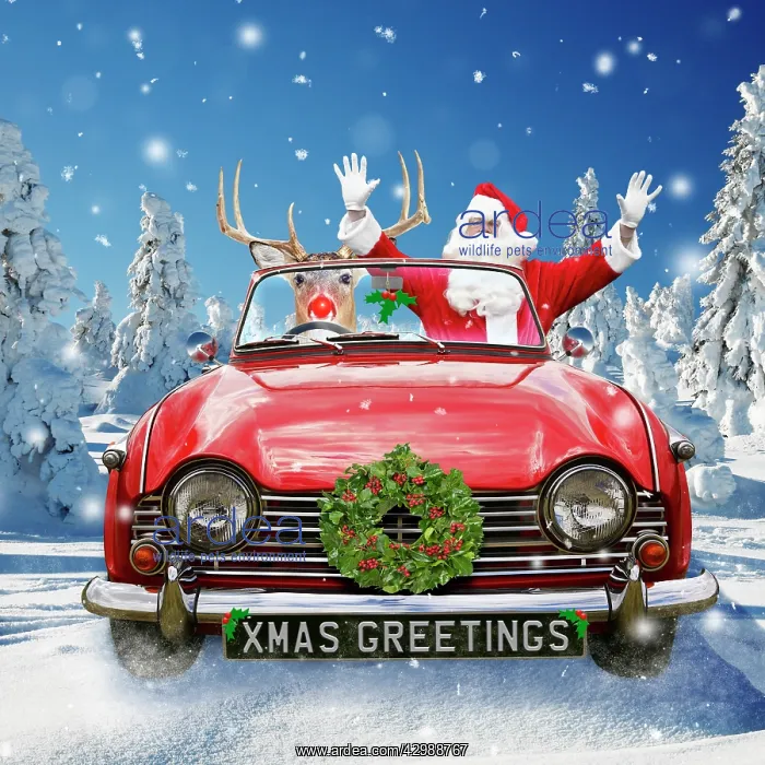 : Rudolph Deer driving car with Father Christmas / : Rudolph Deer driving car with Father Christmas /