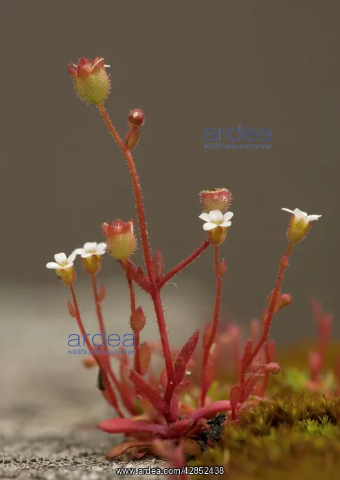 : Rue-leaved saxifrage, on old wall : Rue-leaved saxifrage, on old wall