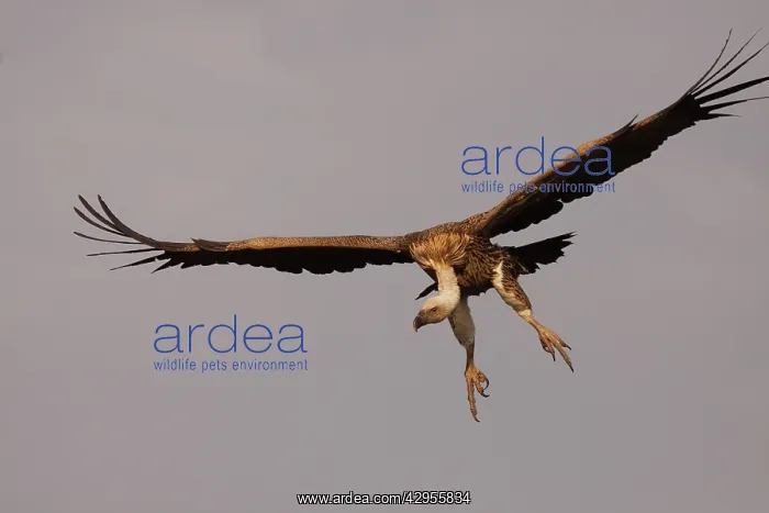 : RueppellIs Griffon Vulture - in flight : RueppellIs Griffon Vulture - in flight