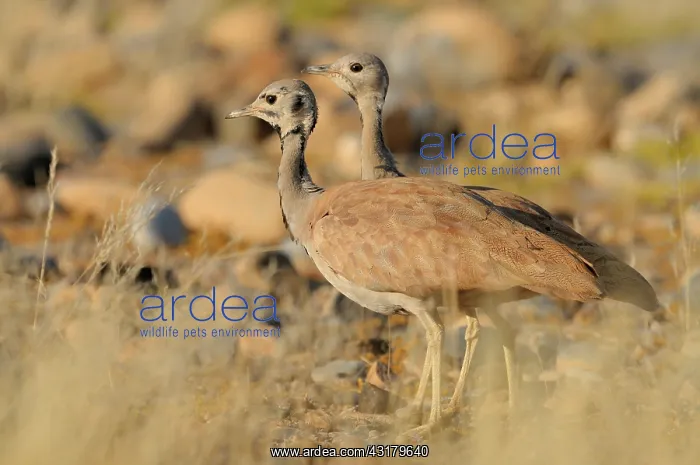 : Rueppell's Korhaan : Rueppell's Korhaan