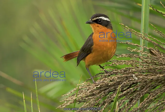 : Rueppell's Robin-Chat : Rueppell's Robin-Chat