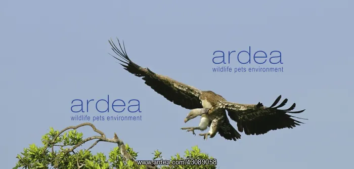 : Rueppell's Vulture : Rueppell's Vulture