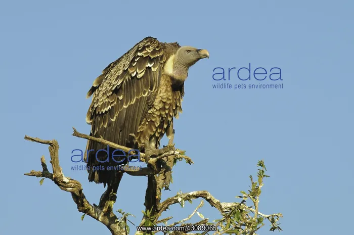 : Rueppell's Vulture : Rueppell's Vulture