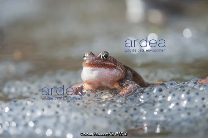 : Rufendes Grasfroschmaencchen auf Froschlaichballen : Rufendes Grasfroschmaencchen auf Froschlaichballen