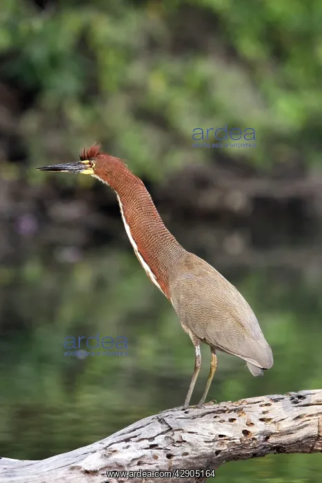 : Rufescent Tiger-Heron : Rufescent Tiger-Heron