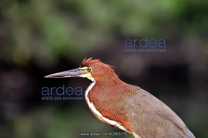  : Rufescent Tiger-Heron