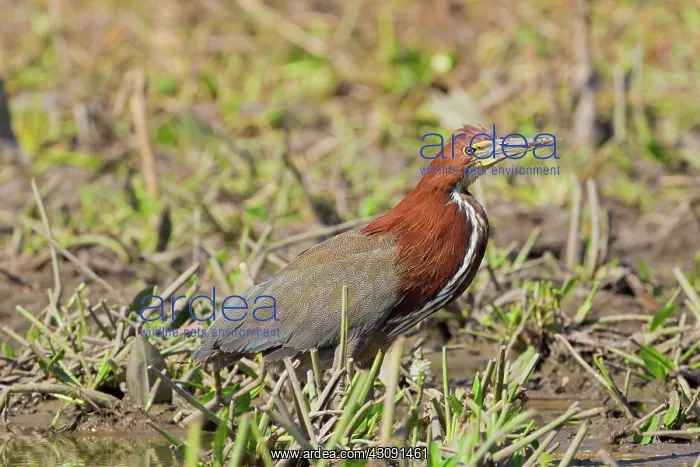  : Rufescent Tiger Heron