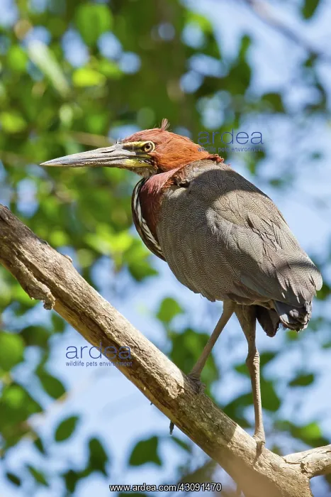: Rufescent Tiger Heron : Rufescent Tiger Heron
