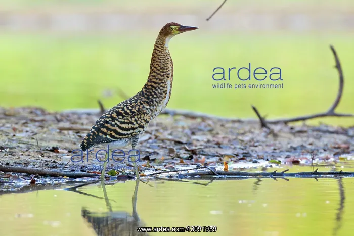 : Rufescent Tiger Heron : Rufescent Tiger Heron