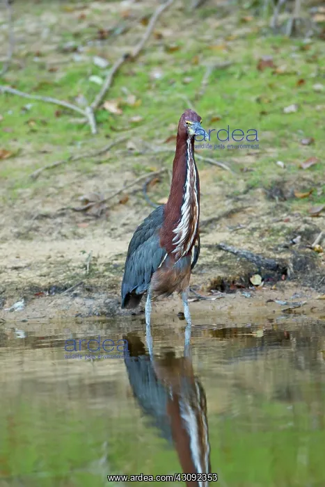 : Rufescent Tiger Heron : Rufescent Tiger Heron