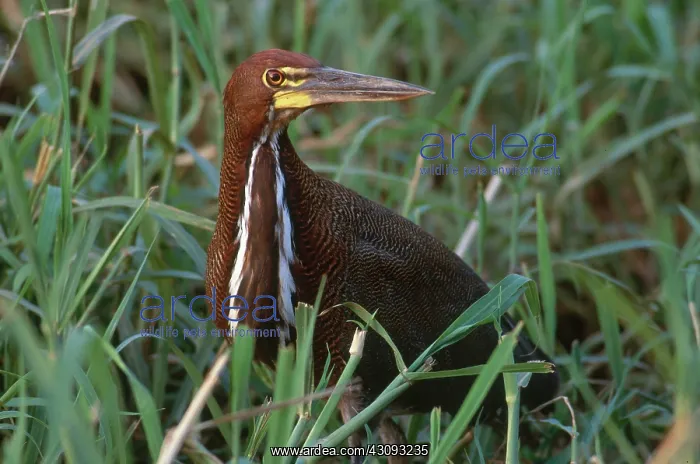 : Rufescent Tiger-Heron : Rufescent Tiger-Heron