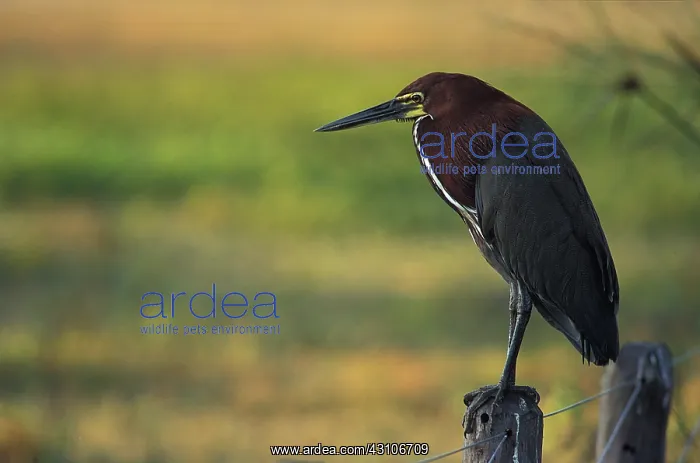  : Rufescent Tiger-Heron