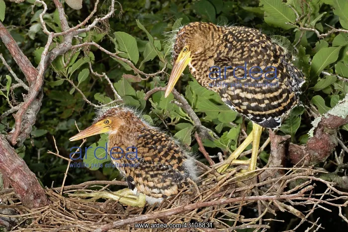  : Rufescent Tiger-heron