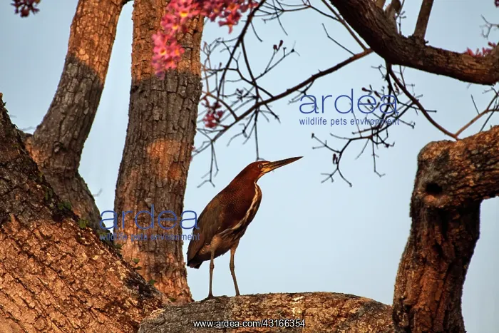 : Rufescent Tiger-Heron : Rufescent Tiger-Heron