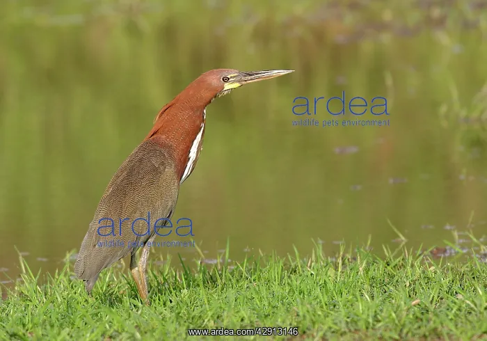 : Rufescent Tiger-Heron - adult : Rufescent Tiger-Heron - adult