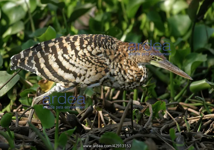 : Rufescent Tiger-Heron - adult : Rufescent Tiger-Heron - adult