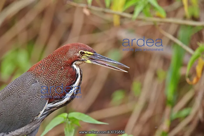: Rufescent Tiger Heron adult Pantanal area Mato Grosso : Rufescent Tiger Heron adult Pantanal area Mato Grosso