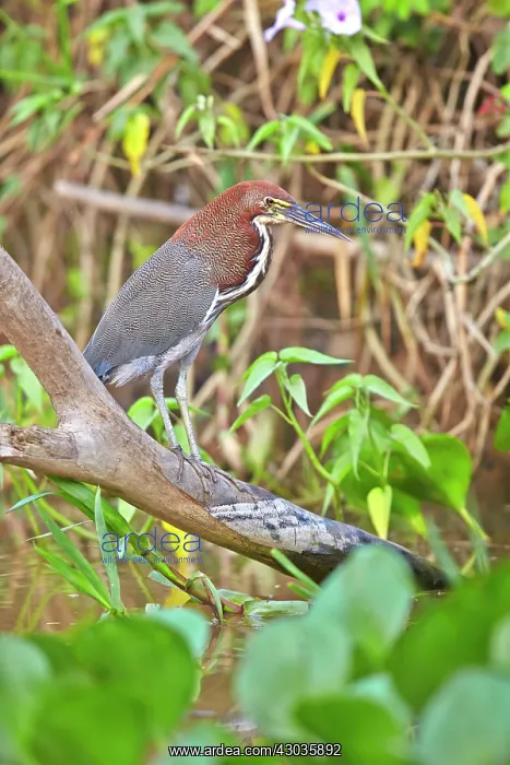 : Rufescent Tiger Heron adult Pantanal area Mato Grosso : Rufescent Tiger Heron adult Pantanal area Mato Grosso