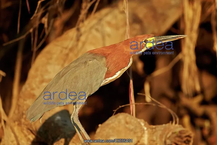 : Rufescent Tiger Heron adult Pantanal area Mato Grosso : Rufescent Tiger Heron adult Pantanal area Mato Grosso