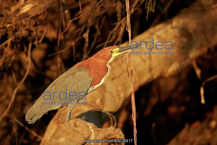 : Rufescent Tiger Heron adult Pantanal area Mato Grosso : Rufescent Tiger Heron adult Pantanal area Mato Grosso